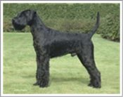 Giant Schnauzer