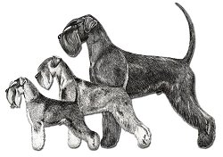 giant_standard_mini_schnauzers