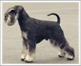 Miniature Schnauzer