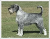 Schnauzer