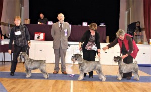 Schnauzer Line Up