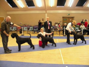 Giant Schnauzer Winners  