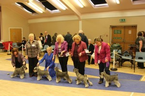 Miniature Schnauzer Winners  