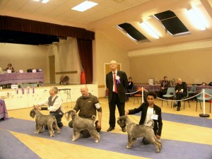 Schnauzer Winners 